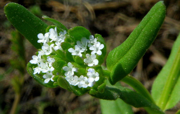 valeriánka poľná Valerianella locusta (L.) Laterr.
