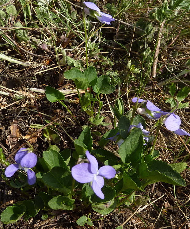 fialka podivuhodná? Viola mirabilis? L.