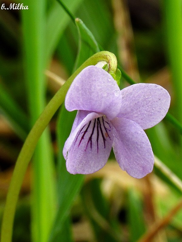 fialka močiarna Viola palustris L.