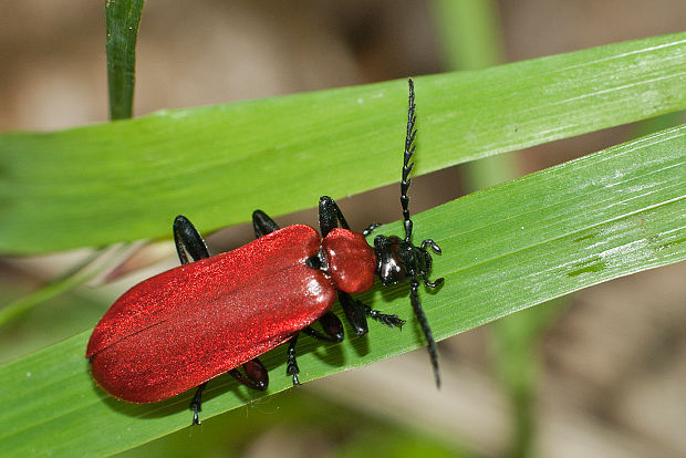 červenáčik Pyrochroa coccinea