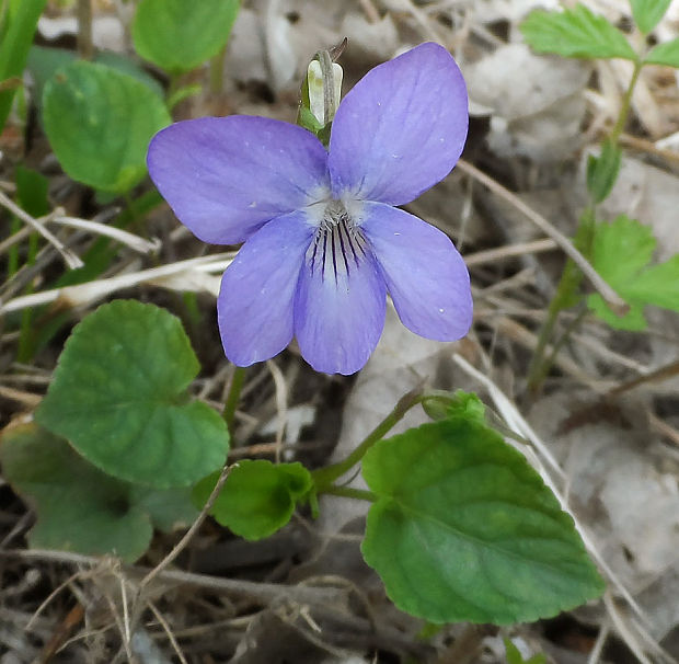 fialka rivinova Viola riviniana Rchb.