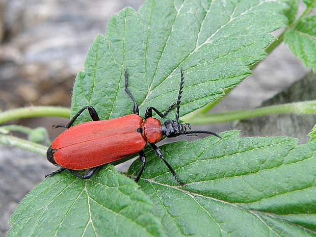 červenáčik ohnivý  Pyrochroa coccinea Linnaeus, 1761