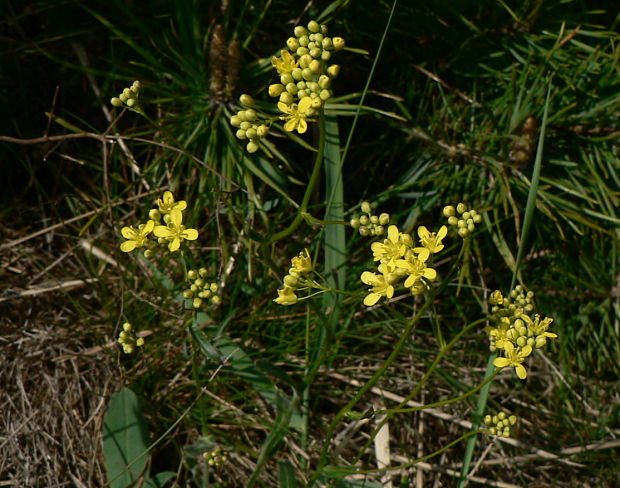 dvojštítok hladkoplodý kernerov - dvojštítek hladkoplodý proměnlivý Biscutella laevigata subsp. varia (Dumort.) Rouy et Foucaud