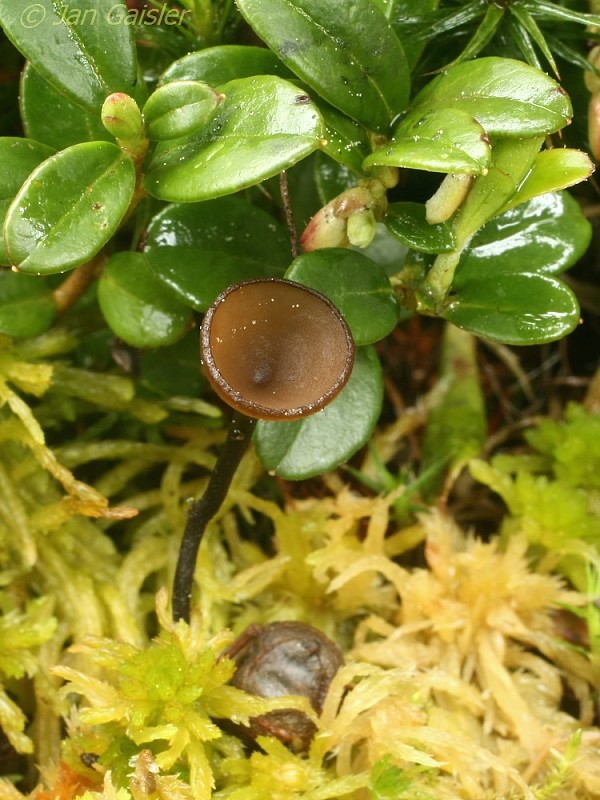 monilínia Monilinia urnula (Weinm.) Whetzel