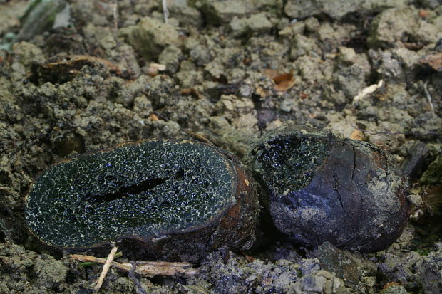 černúšik prostredný Melanogaster intermedius  (Berk.) Zeller & C.W. Dodge