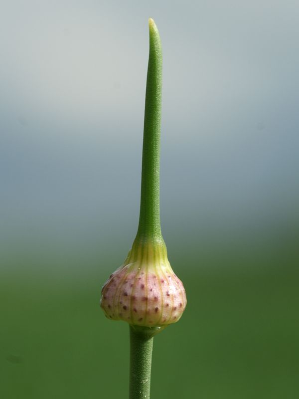 cesnak planý/česnek planý Allium oleraceum L.
