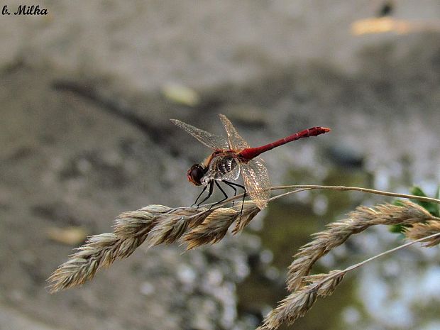 vážka červena  Sympetrum sanguineum