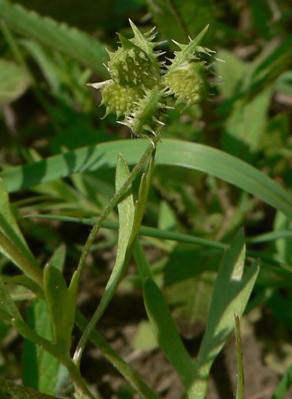 iskerník roľný - pryskyřník rolní Ranunculus arvensis L.