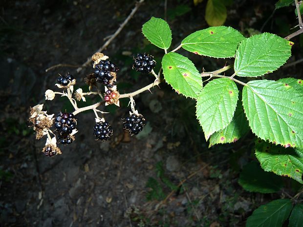 ostružina Rubus sp.