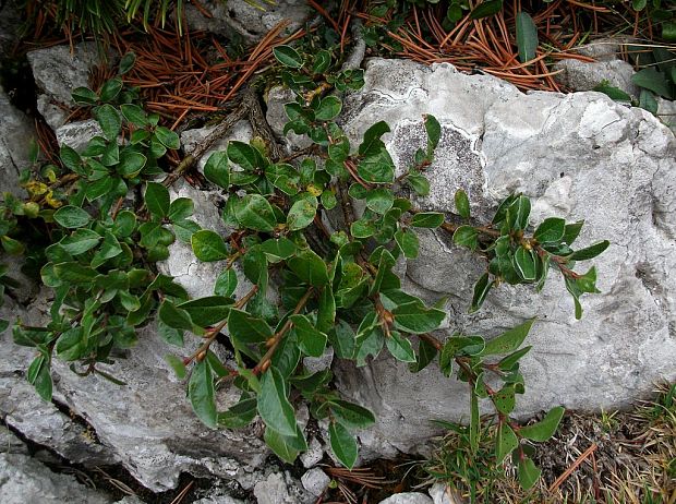 vŕba kitaibelova  Salix kitaibeliana Willd.