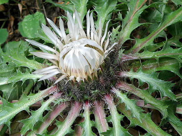 krasovlas bezbyľový pravý Carlina acaulis subsp. acaulis L.