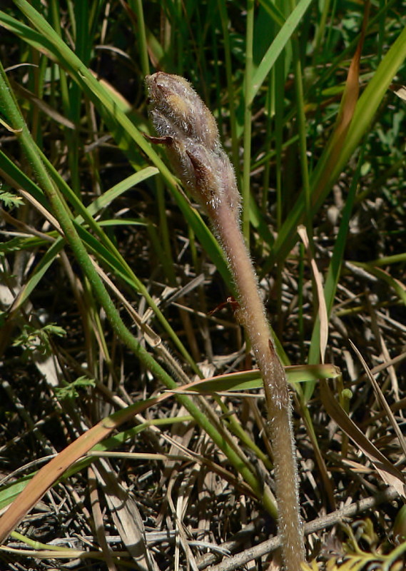 zárazovec sivý - mordovka sivá Phelipanche caesia (Rchb.) Soják