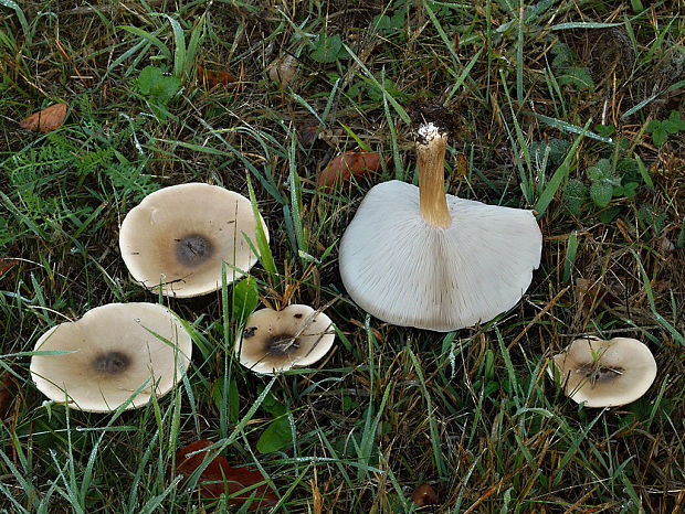 tmavuľka Melanoleuca sp.