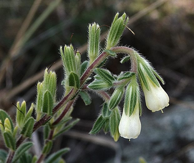 rumenica nepravá bradavičnatá Onosma pseudoarenaria subsp. tuberculata (Kit.) Rauschert.