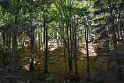  Jesenná nálada v bukovom lese