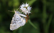 motýlik Piadivka