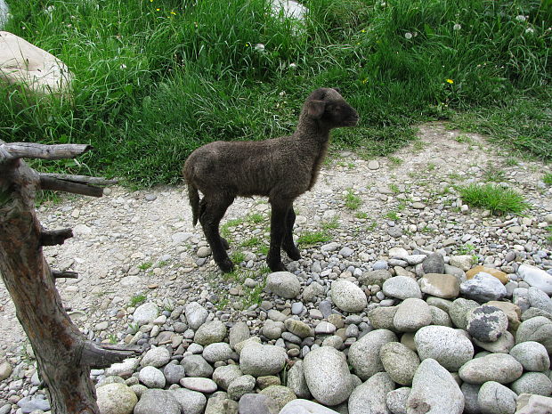 ovca domáca - ovečka Zuzanka Ovis aries  L.