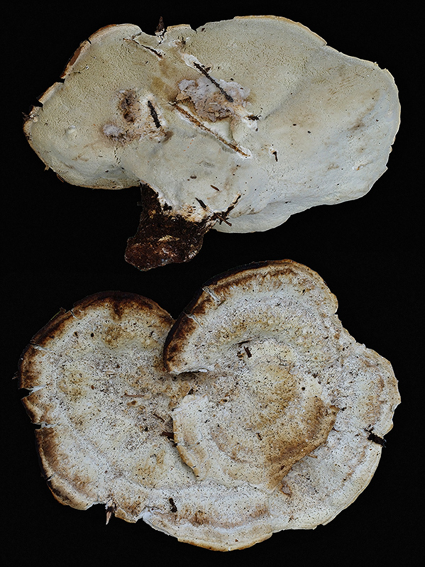 belák horský Climacocystis borealis (Fr.) Kotl. & Pouzar