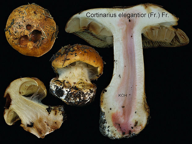 pavučinovec úhľadný Cortinarius elegantior (Fr.) Fr.