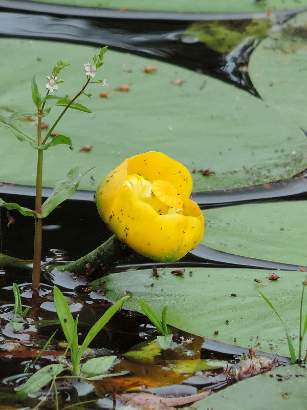 leknica žltá / stulík žlutý Nuphar lutea (L.) Sm.