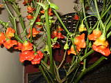 naše papričky dozrievajú na schodišti - paprika křídlatá(paprika peruánská)/Capsicum baccatum