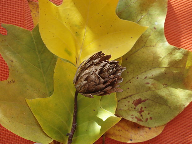 ľaliovník tulipánokvetý Liriodendron tulipifera L.