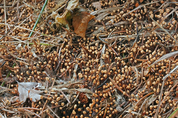 čiapočka jedľová Heyderia abietis (Fr.) Link
