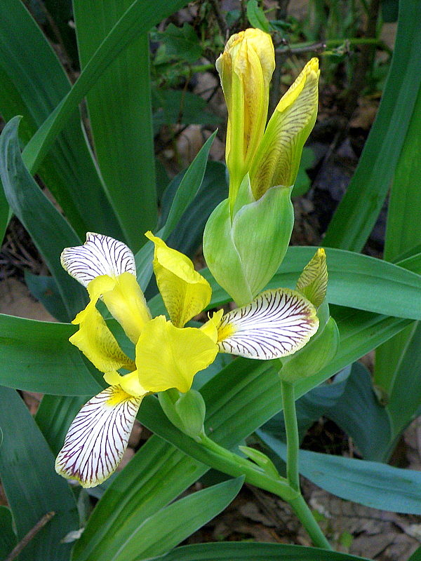 kosatec dvojfarebný Iris variegata L.