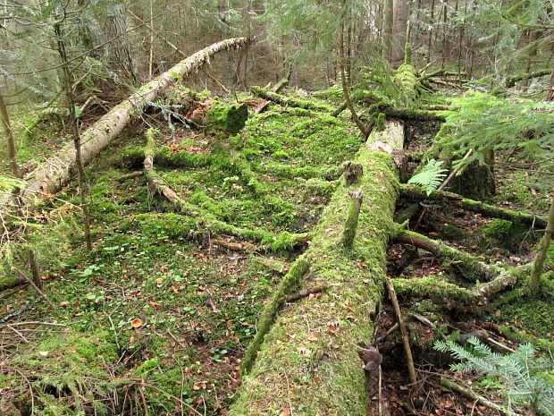 ihličnatý les Picea abies, Abies alba