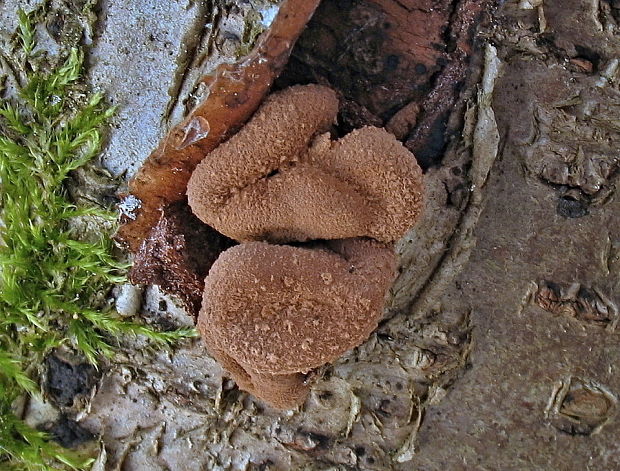 dutinovka otrubnatá Encoelia furfuracea (Roth) P. Karst.
