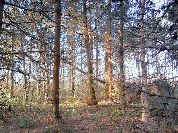 Lesík pri Zemplínskej Šírave