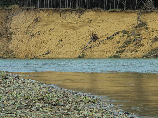 meandry řeky Moravy - erodovaný břeh