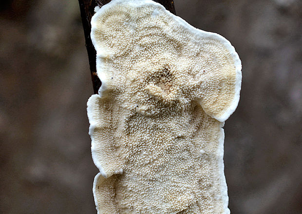 žilnačka  Cabalodontia subcretacea (Litsch.) Piątek