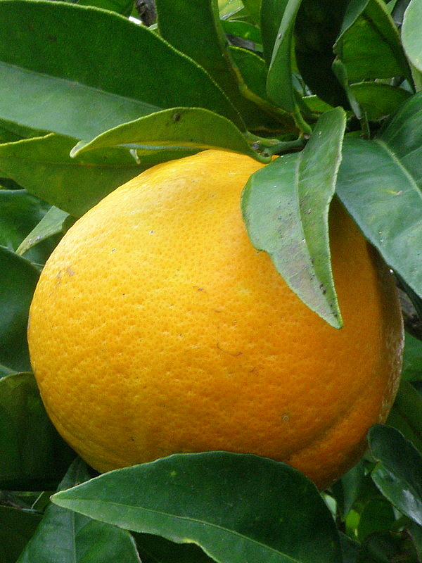 mandarínka  Citrus reticulata Blanco