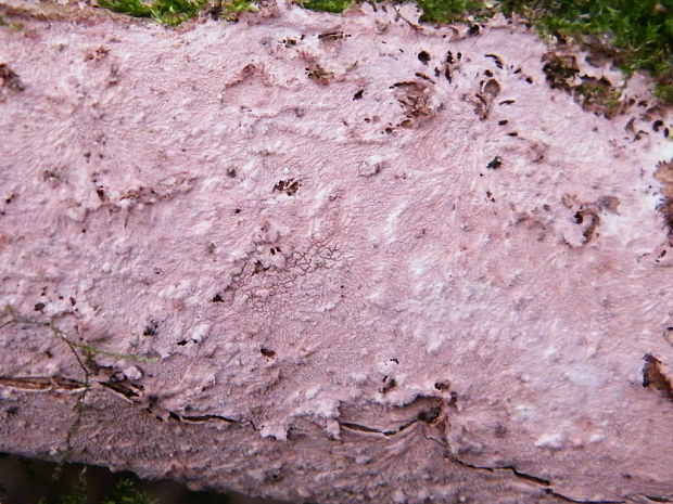 voskovica ružovofialová ? Tulasnella violea (Quél.) Bourdot & Galzin