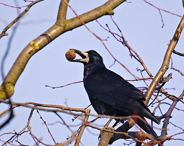 havran čierný Corvus frugilegus