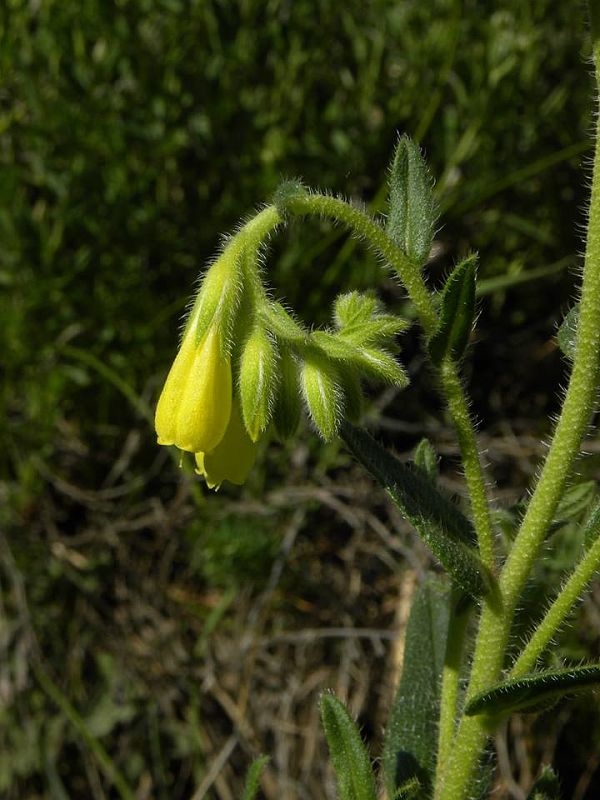 rumenica turnianská Onosma viridis (Borbás) Jávorka