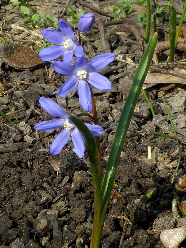 modravka žiarivá Scilla luciliae (Boiss.) Speta