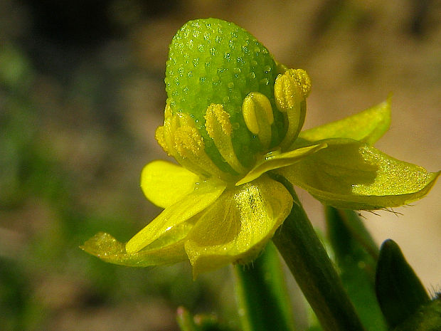 iskerník jedovatý/pryskyřník lítý Ranunculus sceleratus L.