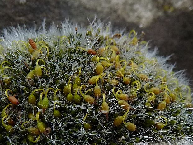 drobivka vankúšikovitá Grimmia pulvinata (Hedw.) Sm.