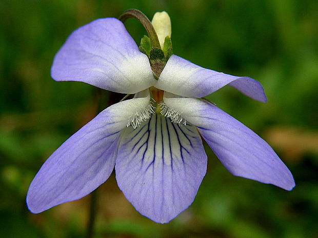 fialka rivinova Viola riviniana Rchb.