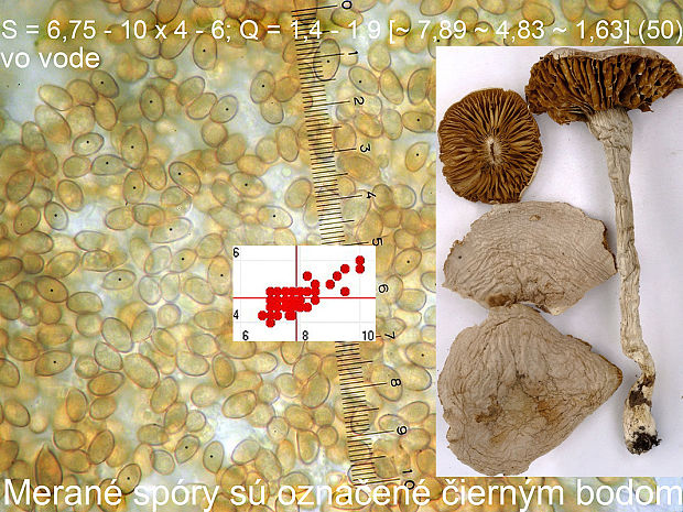 pavučinovec okrovobelavý Cortinarius ochroleucoides Bidaud, Moënne-Locc. & Reumaux