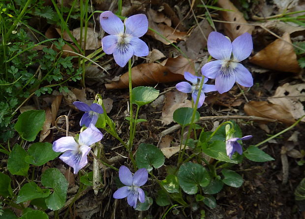 fialka rivinova Viola cf.riviniana Rchb.