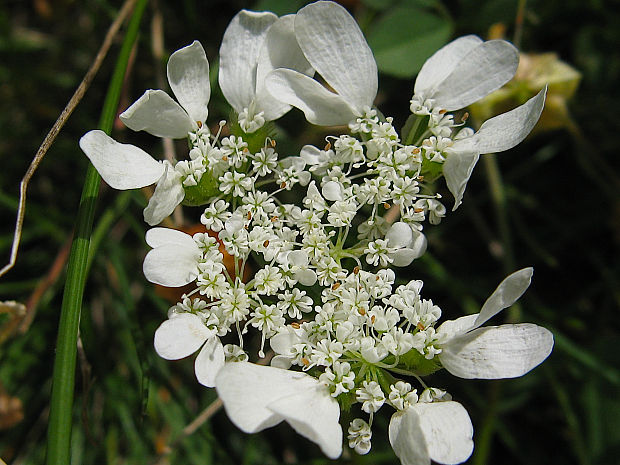 lúčovka veľkokvetá Orlaya grandiflora (L.) Hoffm.