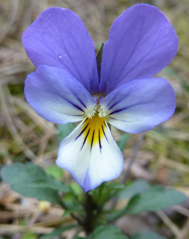 fialka trojfarebná Viola cf.tricolor L. emend. F. W. Schmidt