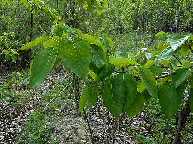topoľ balzamový Populus balsamifera