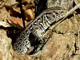 jašterica krátkohlavá (obyčajná) - samička