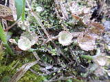 dutohlávka pohárikovitá