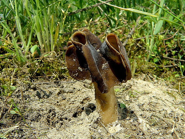 chriapač pieskomilný Helvella leucopus Pers.