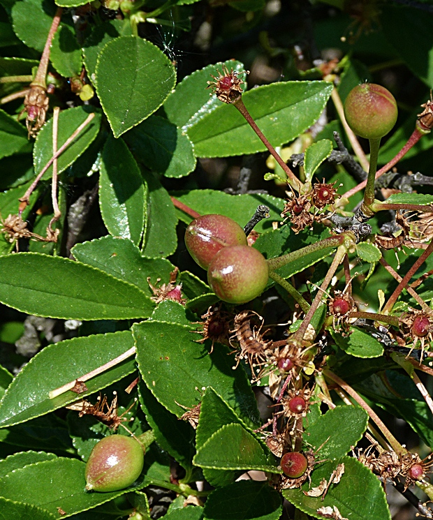 čerešňa krovitá Cerasus fruticosa Pall.